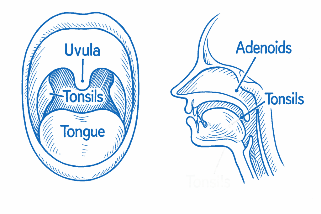 HAND Drawn illustration of the mouth with uvula, tonsils and tongue, front and sagittal view Blue